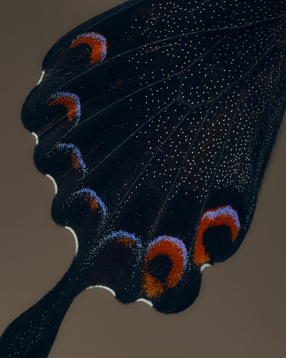 Close-up of a butterfly wing with black, orange, and blue patterns on a beige background