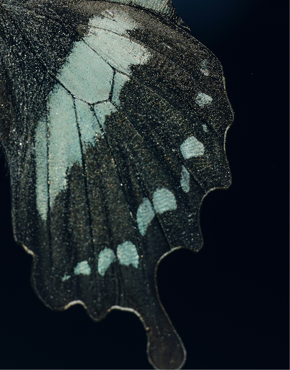 Close-up of a butterfly wing with intricate patterns on a black background